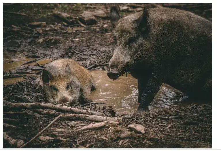 ¿Cuáles son los animales peligrosos en Florida?