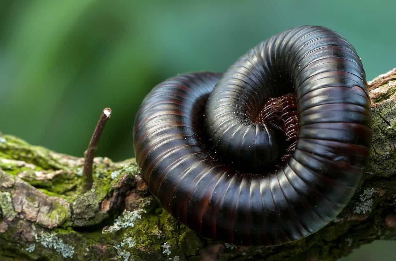 ¿Cuáles son los animales peligrosos en Guatemala?