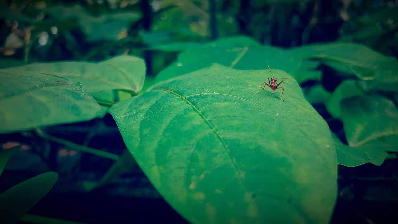 ¿Cuáles son los animales peligrosos en Vietnam?