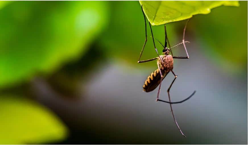 ¿Cuáles son los animales peligrosos en Vietnam?
