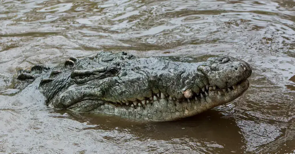 ¿Hay cocodrilos en Florida? Qué hacer si ves uno ¿Hay cocodrilos en Florida? Qué hacer si ves uno