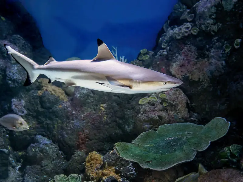¿Hay tiburones en el océano Atlántico? 11 especies que puedes encontrar