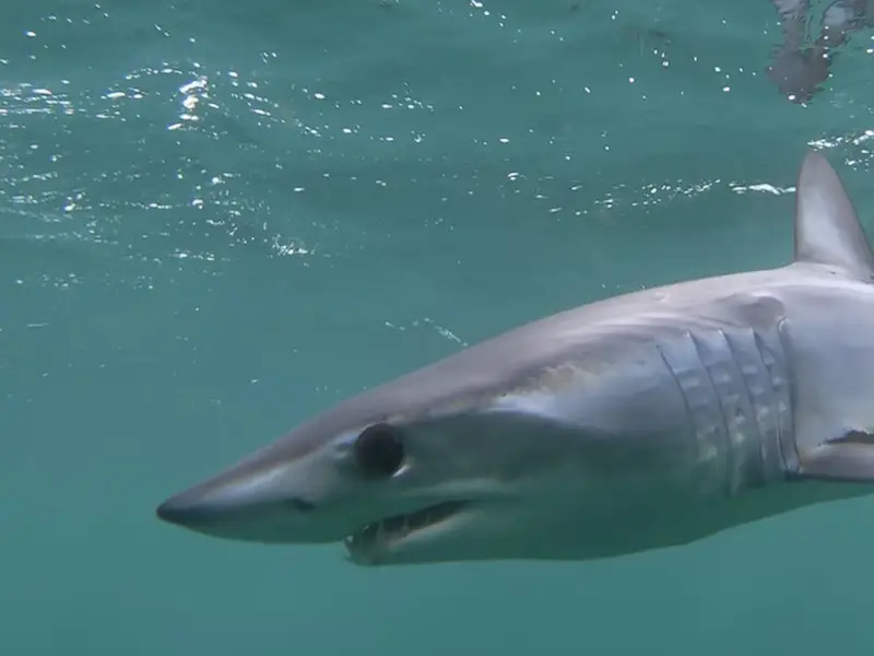 ¿Hay tiburones en Egipto? 5 especies que podrías encontrar