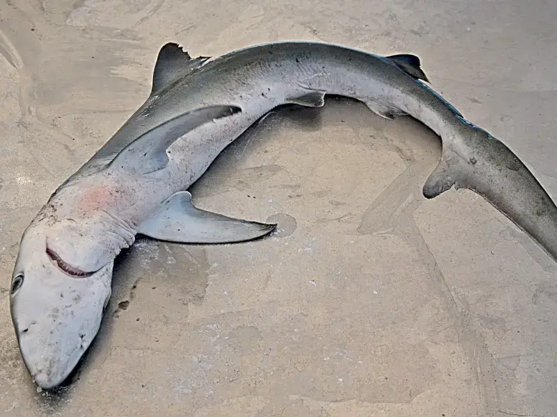 ¿Hay tiburones en Italia? 5 especies que podrías encontrar