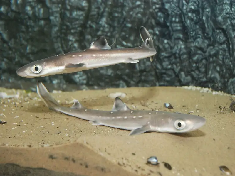 ¿Hay tiburones en el mar Egeo? 7 especies que puedes encontrar