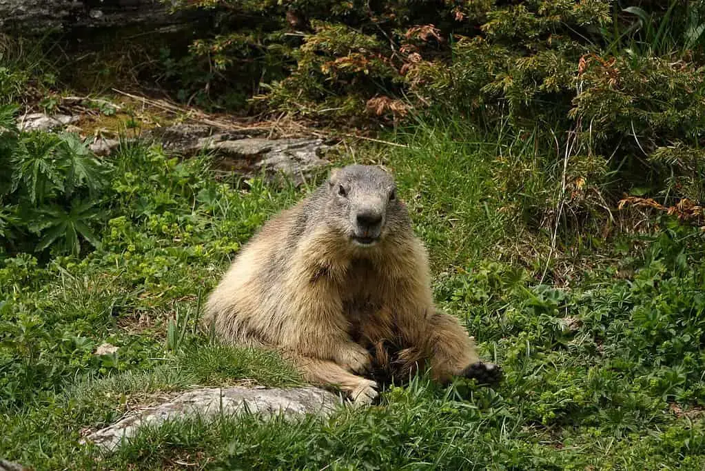 ¿Qué es el Animal Nacional de Suiza?